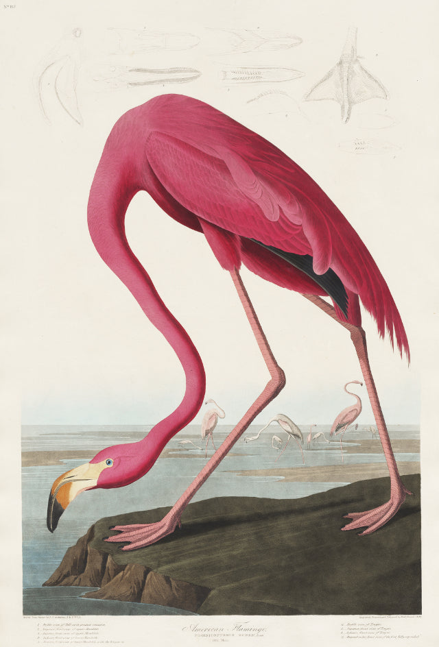 American Flamingo John James Audubo Mural Wallpaper - Giffywalls