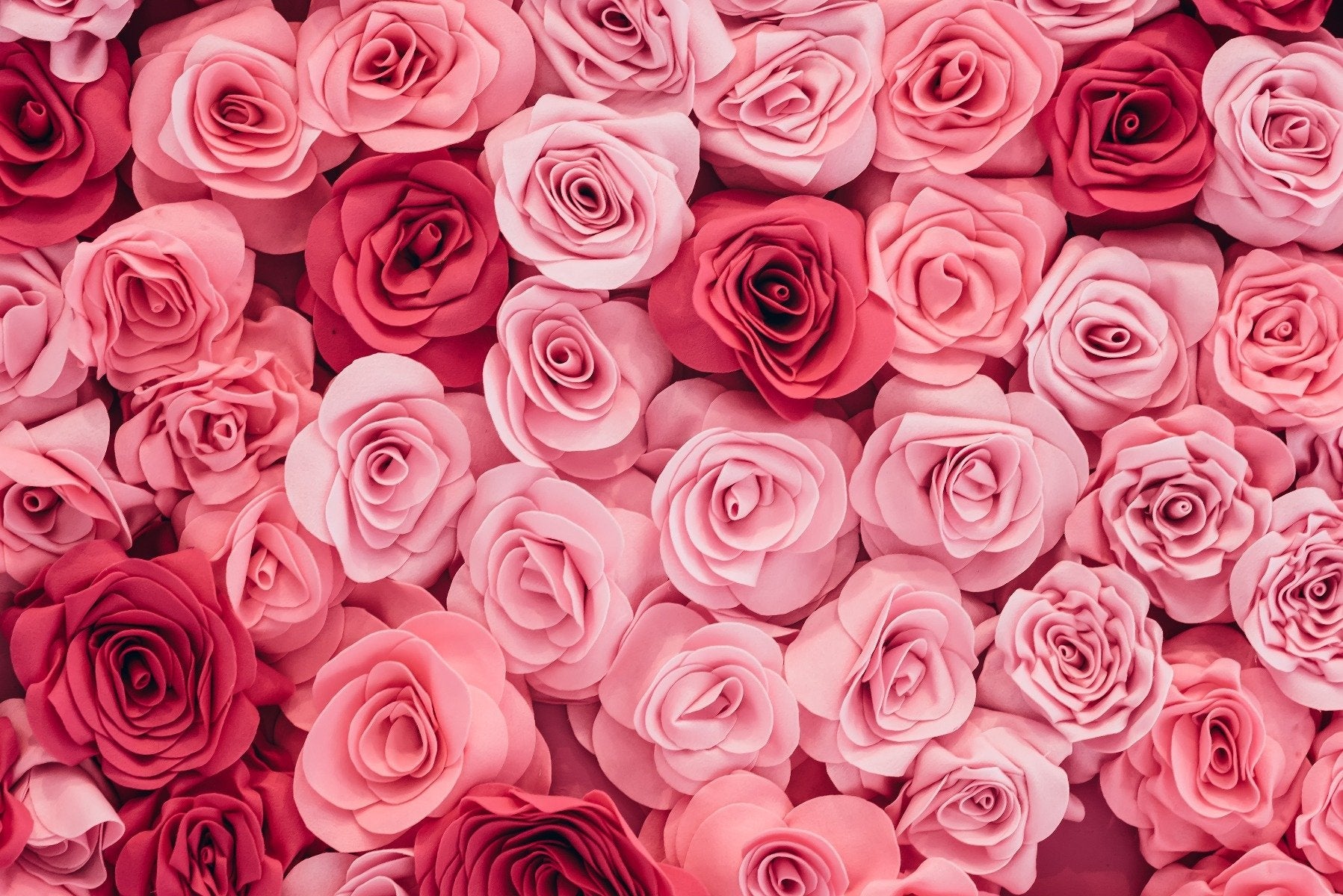 Pink Roses Wallpaper for Walls | Rosy Pink Mural