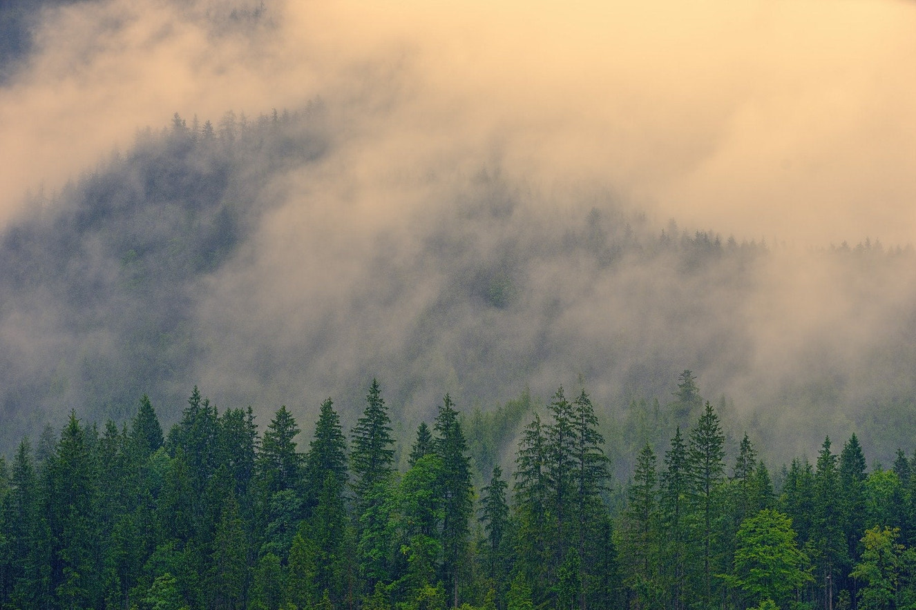 Foggy Pine Tree Wallpaper Mural - Giffywalls