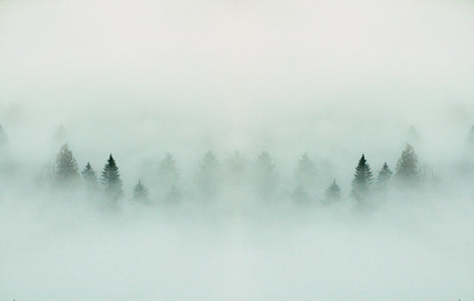 Foggy  Forest Peel And Stick Wallpaper  Mural  | Giffywalls